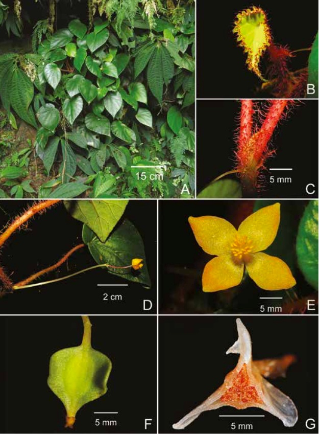 B. kanaensis